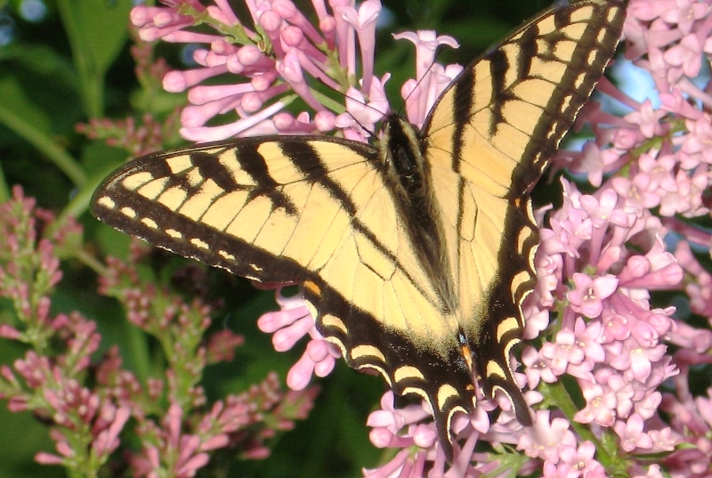 Papillon porte-queue tigré sur lilas en fleurs